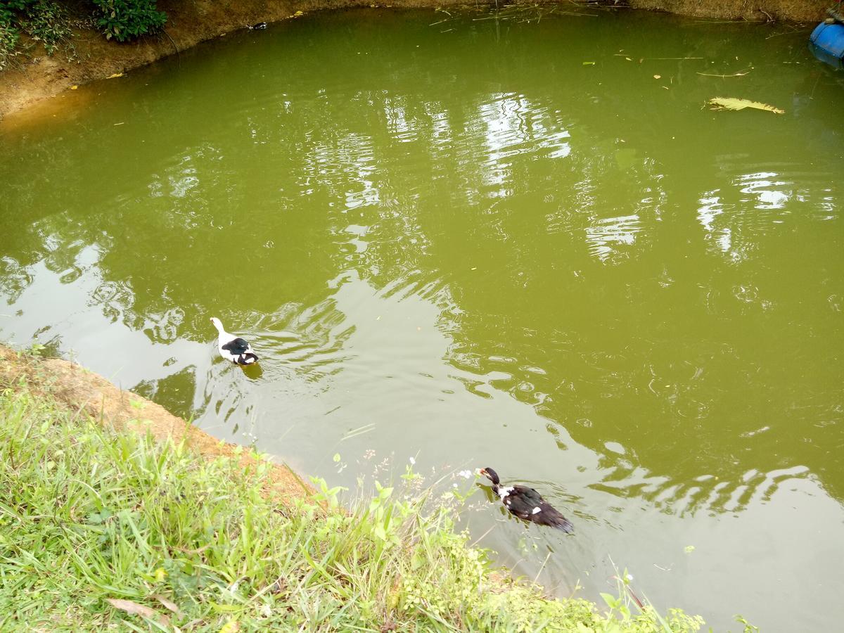 Phong Nha Rice Field Homestay Exteriör bild