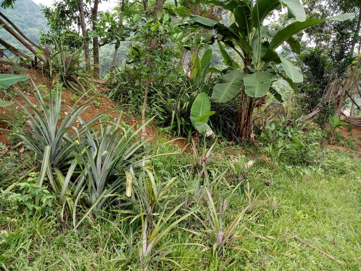 Phong Nha Rice Field Homestay Exteriör bild