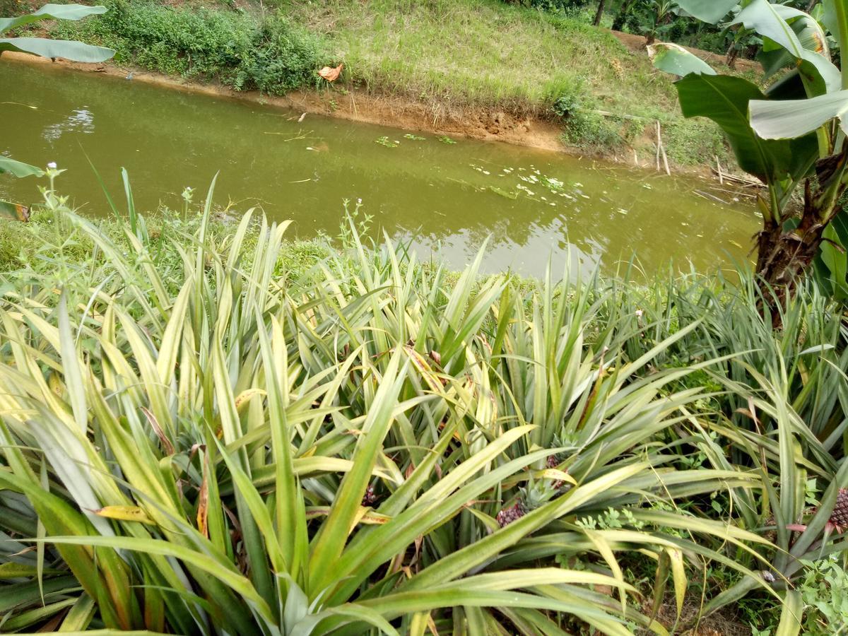 Phong Nha Rice Field Homestay Exteriör bild